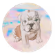 portraits of puppies