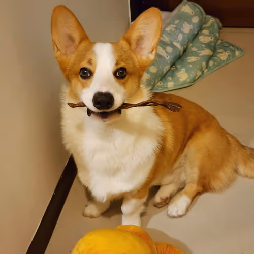 Potato_Corgi