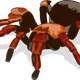 Predator spider