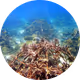 Preserve the Reefs