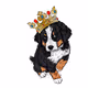 Prince of Bernese Mountain Dog - old