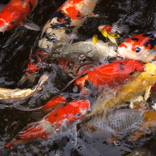 Attractive images from Japan