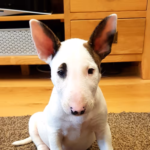 Princess Peggy Bull Terrier - old
