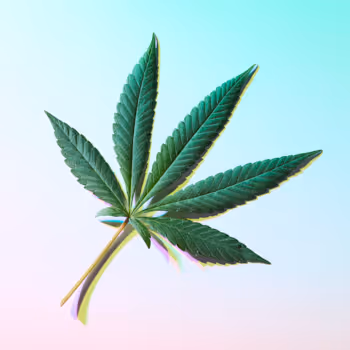 Prismed Cannabis