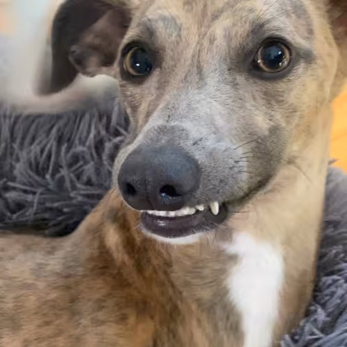 Private Collection - RW