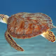 Protect Endangered Species