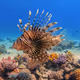 PTEROIS GENUS - CORALIX LION