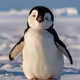 PudgyPengu