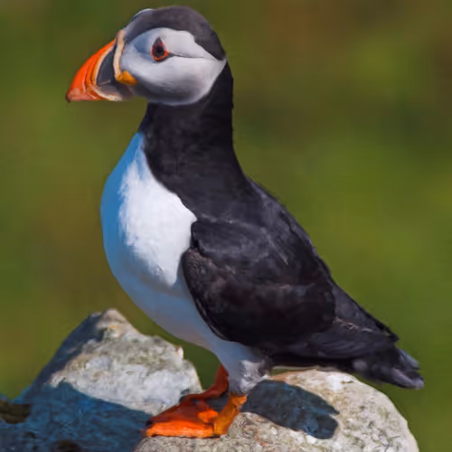 Puffin Variations - old