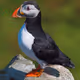 Puffin Variations - old