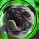 Pug Coin ColorDrug