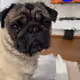 Pug rocky