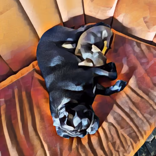 Pugweenie
