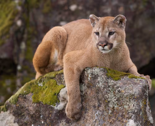 Puma