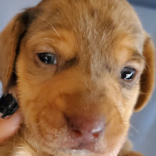 Puppies innocence
