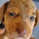 Puppies innocence