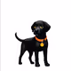 Puppix-Prelaunch