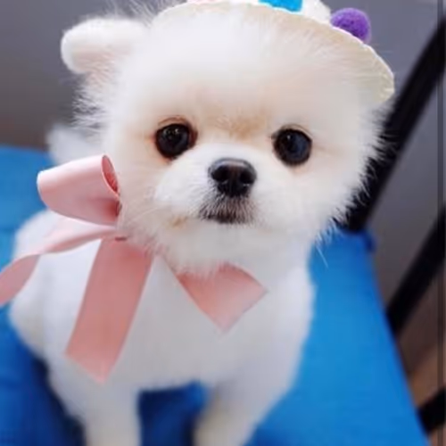 puppy - nv7iqhlSoN