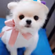 puppy - nv7iqhlSoN