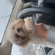 puppy of long