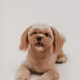 Puppy Persik (peach)