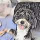 Puppy Kartoons