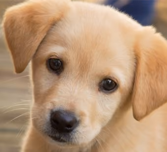Puppy Playground DAO