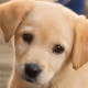 Puppy Playground DAO