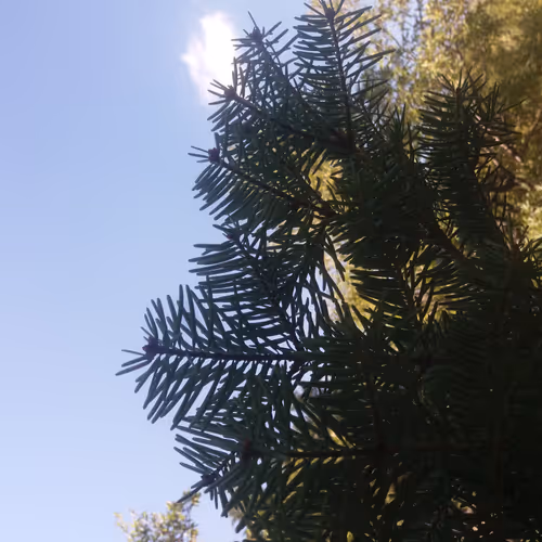 PureStatesOfNature - old