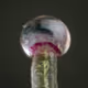 Pure THC