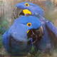 Purple blue parrot