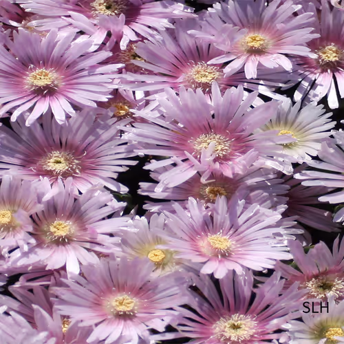 Purple Daisies
