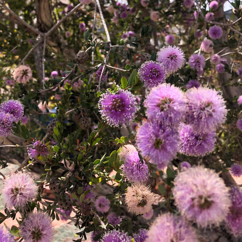 Purple Flower Bunches