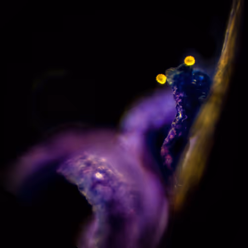 Purple flower, pollen dance