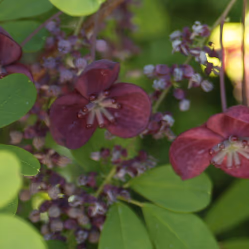Purple Flowers at the Botanical gardens