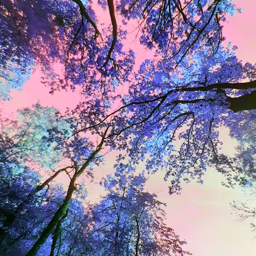 Purple Forrest