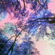 Purple Forrest
