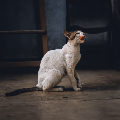 Purrfact