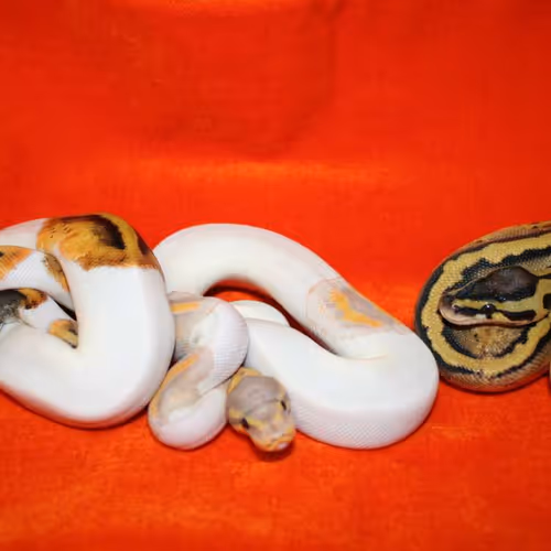 Python regius on red background