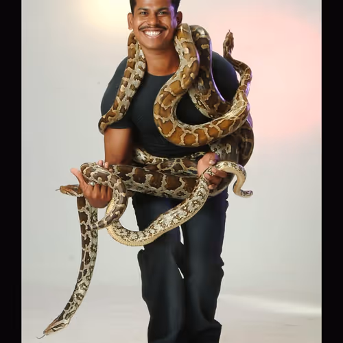 Pythons On a Man