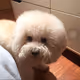 QBhappydog