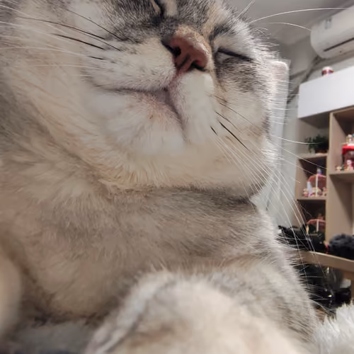 Qiuqiu cat collection