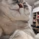 Qiuqiu cat collection