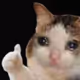 qqcat