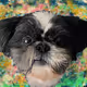 QUANTUM SHITZU V3