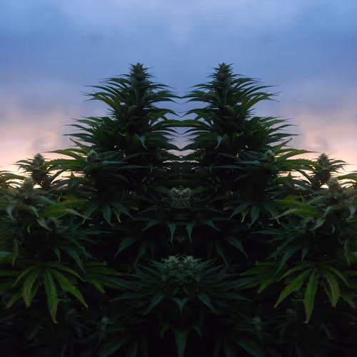 Queen CannaBliss
