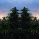Queen CannaBliss