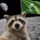 Racoon Hood