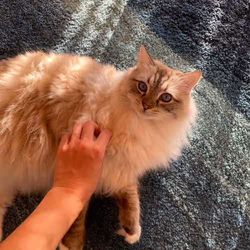 Ragdoll Daily