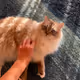 Ragdoll Daily